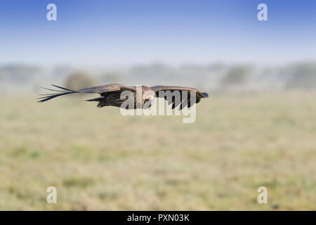 Weiß-backed Vulture (Tylose in Africanus) im Flug, Ngorongoro Conservation Area, Tansania. Stockfoto
