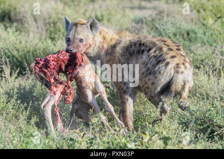 Tüpfelhyäne (Crocuta crocuta) mit getötet Streifengnu (connochaetes Taurinus) Kalb, Ngorongoro Conservation Area, Tansania entdeckt. Stockfoto