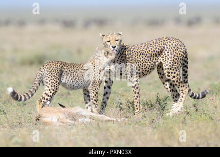 Weiblichen Geparden (Acinonyx jubatus) Mutter lecken Cub und eine gerade getötet Gnus (connochaetes Taurinus) Kalb, Ngorongoro Conservation Area, Tansania Stockfoto