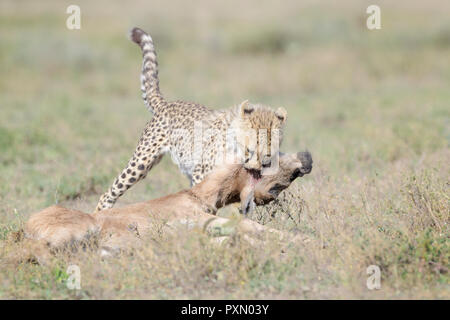 Gepard (Acinonyx jubatus) cub Tötung eines gerade von der Mutter gejagt Streifengnu (connochaetes Taurinus) Kalb, Ngorongoro Conservation Area, Tanzani Stockfoto