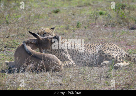 Gepard (Acinonyx jubatus) Tötung eines nur gejagt Streifengnu (connochaetes Taurinus) Kalb, Ngorongoro Conservation Area, Tansania. Stockfoto