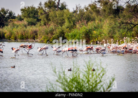 Flamingos in der Lagune, Parc Ornithologique, Pont de Gau, Saintes Maries de la Mer, Bouches du Rhône, Frankreich. Stockfoto