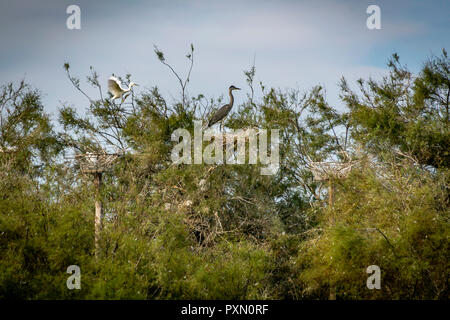 Silberreiher, Graureiher in Tree Top, Parc Ornithologique, Pont de Gau, Saintes Maries de la Mer, Bouches du Rhône, Frankreich. Stockfoto