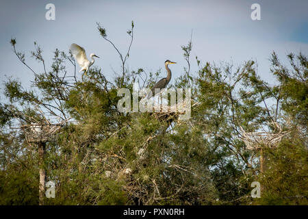 Silberreiher, Graureiher in Tree Top, Parc Ornithologique, Pont de Gau, Saintes Maries de la Mer, Bouches du Rhône, Frankreich. Stockfoto