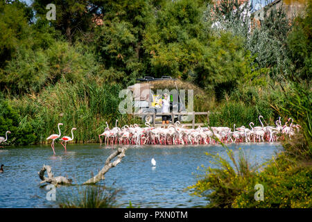 Person werfen Korn auf eine Schar von Flamingos in einer Lagune, Parc Ornithologique, Pont de Gau, Saintes Maries de la Mer, Bouches du Rhône, Frankreich. Stockfoto
