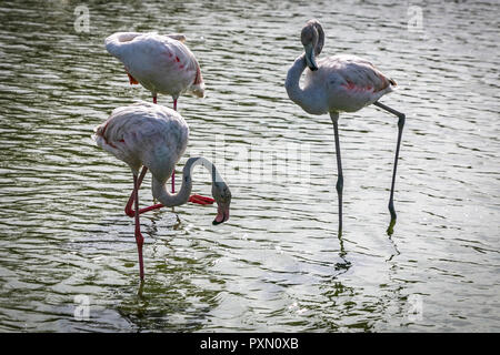 Drei Flamingos in Lagune, Parc Ornithologique, Pont de Gau, Saintes Maries de la Mer, Bouches du Rhône, Frankreich. Stockfoto