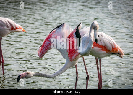 Flamingos in der Lagune, Parc Ornithologique, Pont de Gau, Saintes Maries de la Mer, Bouches du Rhône, Frankreich. Stockfoto