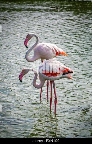 Flamingos in der Lagune, Parc Ornithologique, Pont de Gau, Saintes Maries de la Mer, Bouches du Rhône, Frankreich. Stockfoto