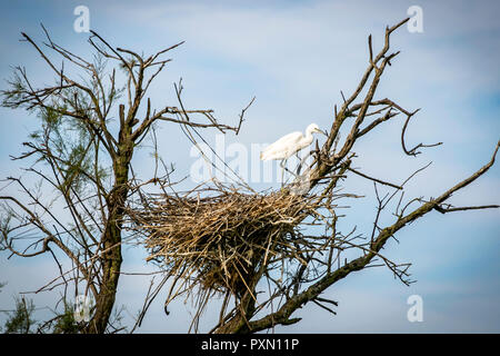 Seidenreiher auf treetop Nest, Parc Ornithologique, Pont de Gau, Saintes Maries de la Mer, Bouches du Rhône, Frankreich. Stockfoto