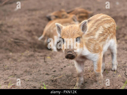 Junge Wildschwein (Sus scrofa) in specie gestreifte Fell Stockfoto