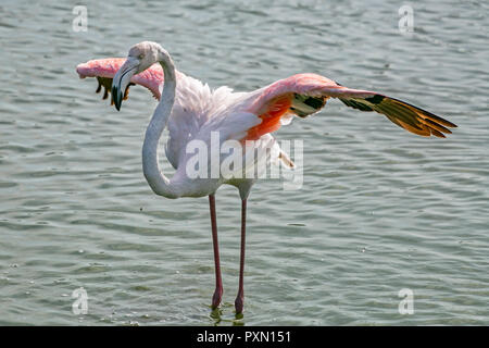 Mehr Flamingo Verbreitung Flügel, Parc Ornithologique, Pont de Gau, Saintes Maries de la Mer, Bouches du Rhône, Frankreich. Stockfoto