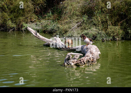 Paar Stockenten putzen auf in der Lagune anmelden, Parc Ornithologique, Pont de Gau, Saintes Maries de la Mer, Bouches du Rhône, Frankreich. Stockfoto