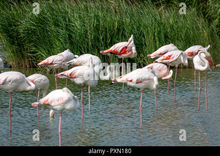 Flamingos in der Lagune, Parc Ornithologique, Pont de Gau, Saintes Maries de la Mer, Bouches du Rhône, Frankreich. Stockfoto