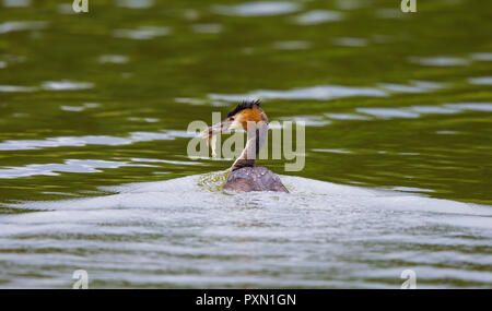 Wilder Haubentaucher (Podiceps cristatus), Rückansicht, Schwimmen im Süßwassersee, Fische baumeln im geschlossenen Schnabel. Stockfoto