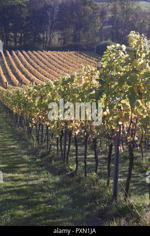 Albury organische Weinberg im Herbst Stockfoto