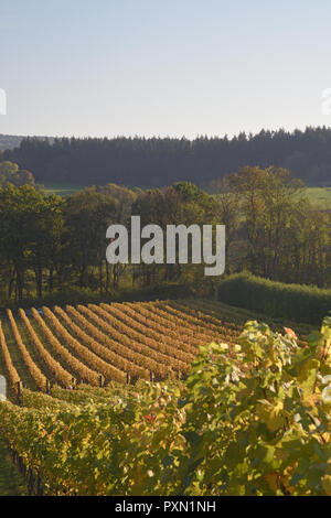 Albury organische Weinberg im Herbst Stockfoto