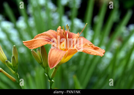 Tag Lily, Hemerocallis, Lily Stockfoto