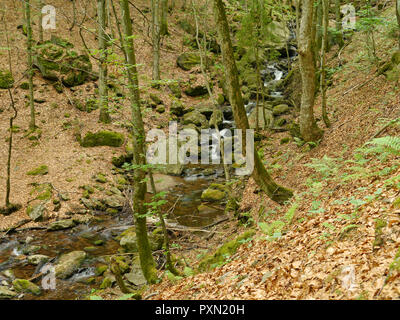 Stream Höllbachgspreng, bewaldeten Felsmassiv unterhalb der großen Falenstein Berg, im Nationalpark Bayerischer Wald Stockfoto