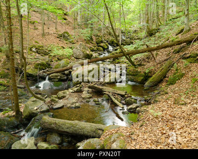 Stream Höllbachgspreng, bewaldeten Felsmassiv unterhalb der großen Falenstein Berg, im Nationalpark Bayerischer Wald Stockfoto