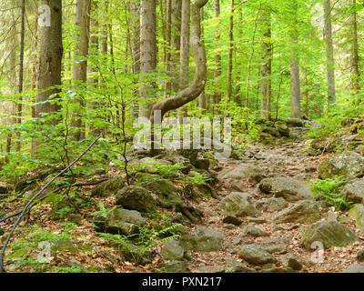 Spaziergang zum Wasserfall Höllbachgspreng, bewaldeten Felsmassiv unterhalb der großen Falenstein Berg, im Nationalpark Bayerischer Wald Stockfoto