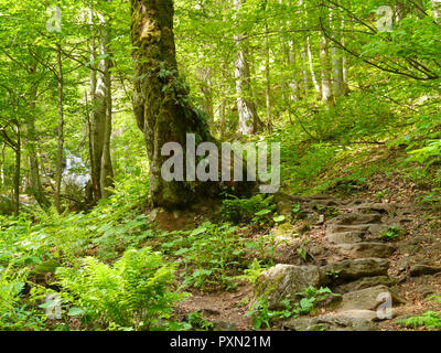 Spaziergang zum Wasserfall Höllbachgspreng, bewaldeten Felsmassiv unterhalb der großen Falenstein Berg, im Nationalpark Bayerischer Wald Stockfoto