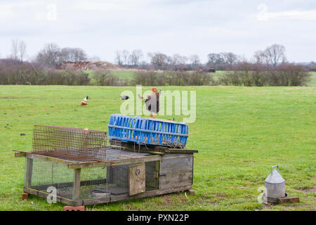 Die Freilandhaltung von Hühnern, mit einem Stand auf der Oberseite der Hühnerstall. Nottinghamshire, England, Großbritannien Stockfoto