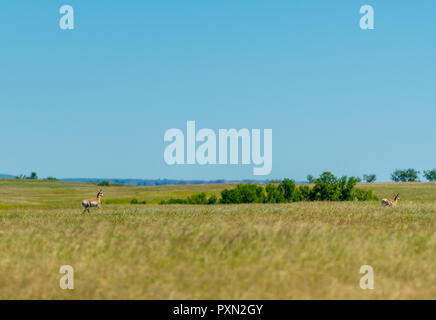 Mit zwei Stiften Horn laufen über Prairie in North Dakota Park Stockfoto