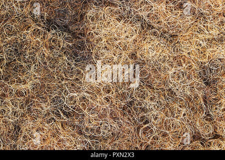 Retro Füllung Polstermöbel Horse Hair, behandelt mit Latex Stockfoto