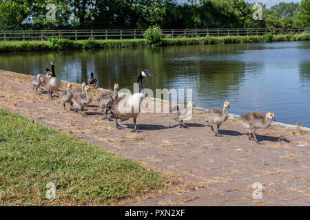 Kanadagänse (Branta canadensis) Erwachsene mit ihren Gänschen wandern in Zeile neben dem Kanal. Stockfoto