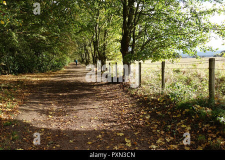 Pfad durch Tyninghame Woods, East Lothian Stockfoto