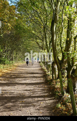 Menschen zu Fuß in den Wäldern bei Tyninghame, East Lothian Stockfoto