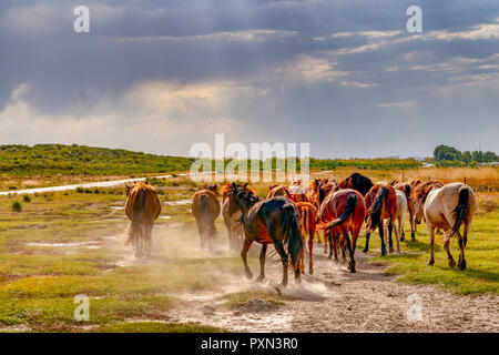 Mongolische Pferde gegen Weiden und dramatische Wolken im Herbst in Hailar, der Inneren Mongolei, China Stockfoto