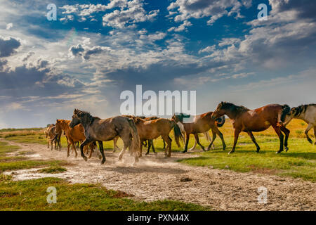 Mongolische Pferde gegen Weiden und dramatische Wolken im Herbst in Hailar, der Inneren Mongolei, China Stockfoto