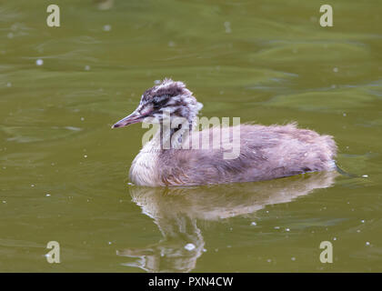 Detaillierte Seitenansicht Nahaufnahme von Großbritannien Great-crested Grebe Chick (Podiceps Cristatus) isoliert in trügerem Sommerwasser, Richtung links. Stockfoto