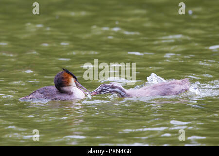 Nahaufnahme des hungrigen britischen Great-crested Grebe Chick (Podiceps Cristatus) im Wasserschwimmen, um von Muttervogel mit Fisch im Schnabel gefüttert zu werden. Wasservögel Stockfoto