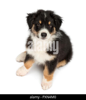 Hohe Aussicht auf einen Australian Shepherd Welpe, 2 Monate alt, sitzen und mit Blick auf die Kamera vor weißem Hintergrund Stockfoto