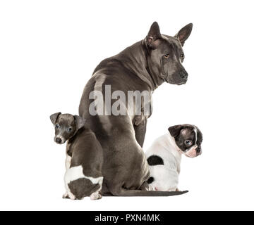 Boston Terrier, Rhodesian Ridgeback, Italienische Windspiel Welpe, vor weißem Hintergrund Stockfoto