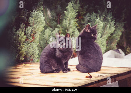 Paar schwarze Katzen sitzen zusammen im Freien Stockfoto