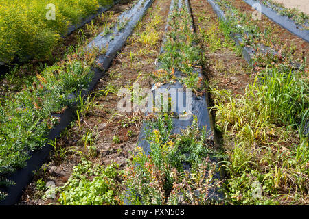 Gründüngung auf einem Spargelfeld, Münsterland; Deutschland, Europa Stockfoto