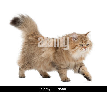 British Longhair Katze, 4 Monate alt, zu Fuß vor weißem Hintergrund Stockfoto