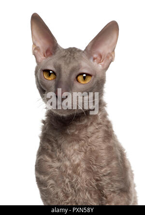 Portrait von Cornish Rex Katze, 9 Monate alt, vor weißem Hintergrund Stockfoto