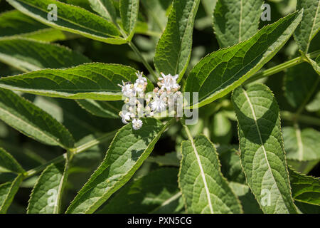 Blüten von Holunder, Sambucus ebulus, danewort Stockfoto