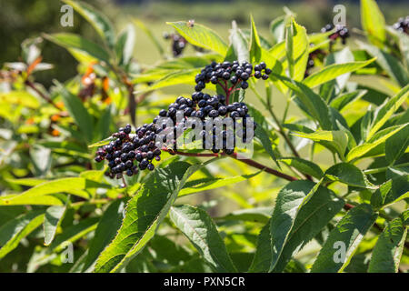 Reife Beeren von Holunder, Sambucus ebulus, danewort Stockfoto