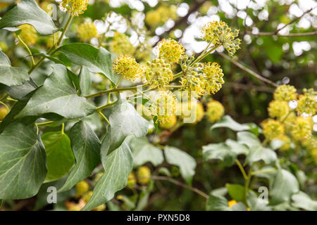 Kugelförmige Blütenstände der gemeinsamen Efeu (Hedera helix) Nahaufnahme Stockfoto