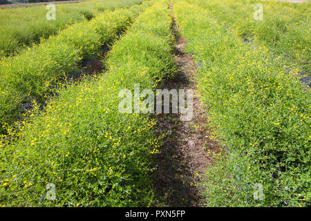 Melilotus als grüner Dünger auf ein spargelfeld, Münsterland; Deutschland, Europa Stockfoto