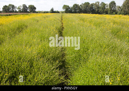 Melilotus als grüner Dünger auf ein spargelfeld, Münsterland; Deutschland, Europa Stockfoto