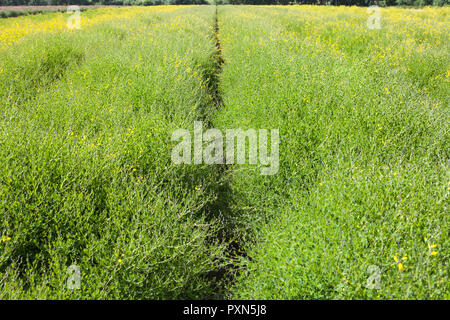 Melilotus als grüner Dünger auf ein spargelfeld, Münsterland; Deutschland, Europa Stockfoto