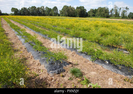 Melilotus als grüner Dünger auf ein spargelfeld, Münsterland; Deutschland, Europa Stockfoto