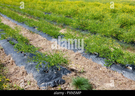 Melilotus als grüner Dünger auf ein spargelfeld, Münsterland; Deutschland, Europa Stockfoto