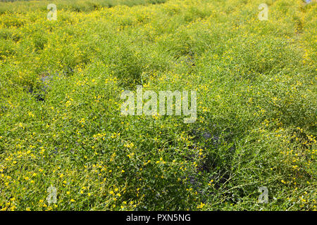 Melilotus als grüner Dünger auf ein spargelfeld, Münsterland; Deutschland, Europa Stockfoto